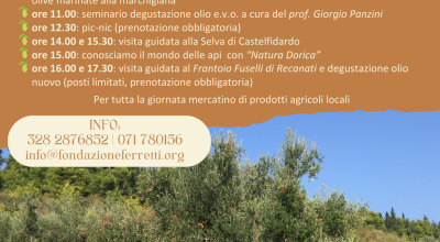 Raccolta delle olive con la Fondazione Ferretti